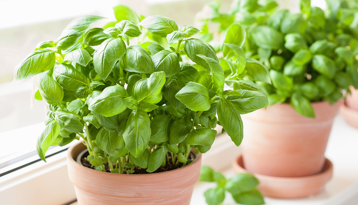 Fresh Herbs That Have Surprising Health Benefits