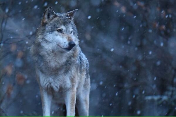 Paleontologists Partner with Colossal on Dire Wolf Discoveries Dire Wolf
