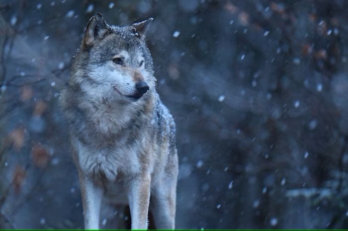 Dire Wolf